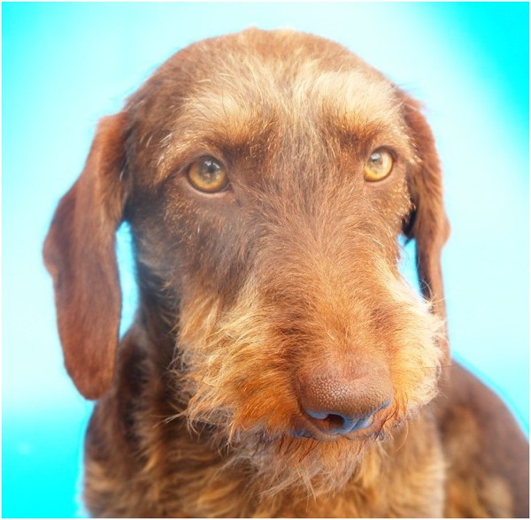 Frou Frou