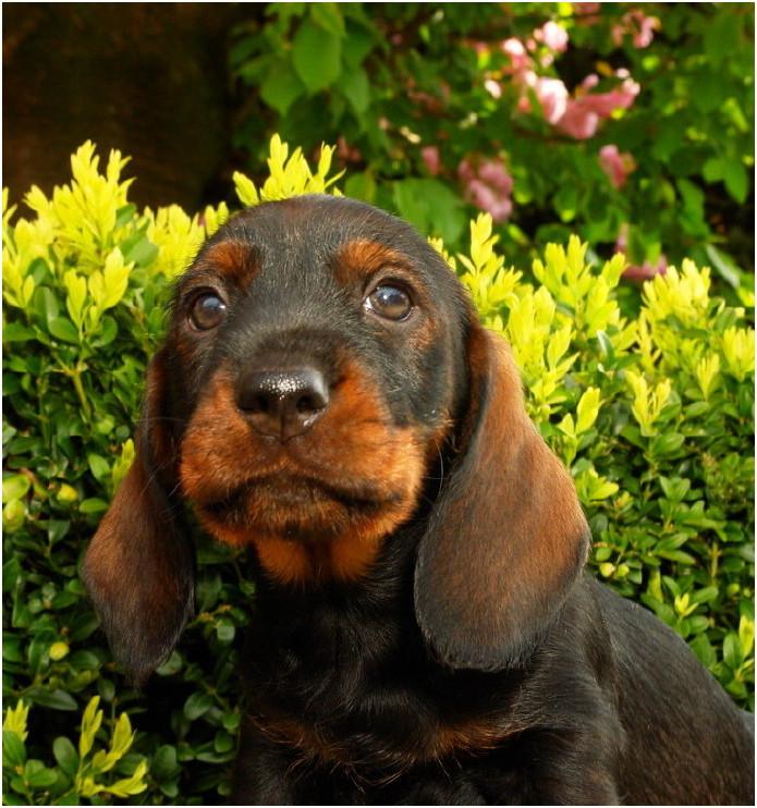 AObyNaomi pup uit het archief