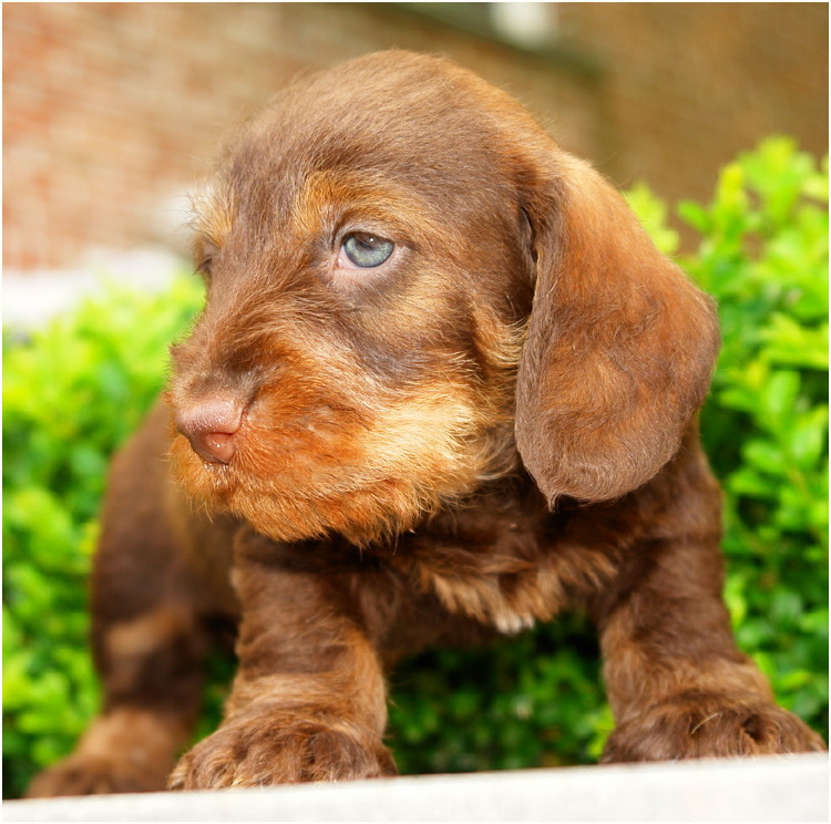 AObyNaomi pup uit het archief