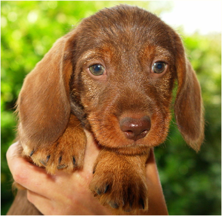 AObyNaomi pup uit het archief