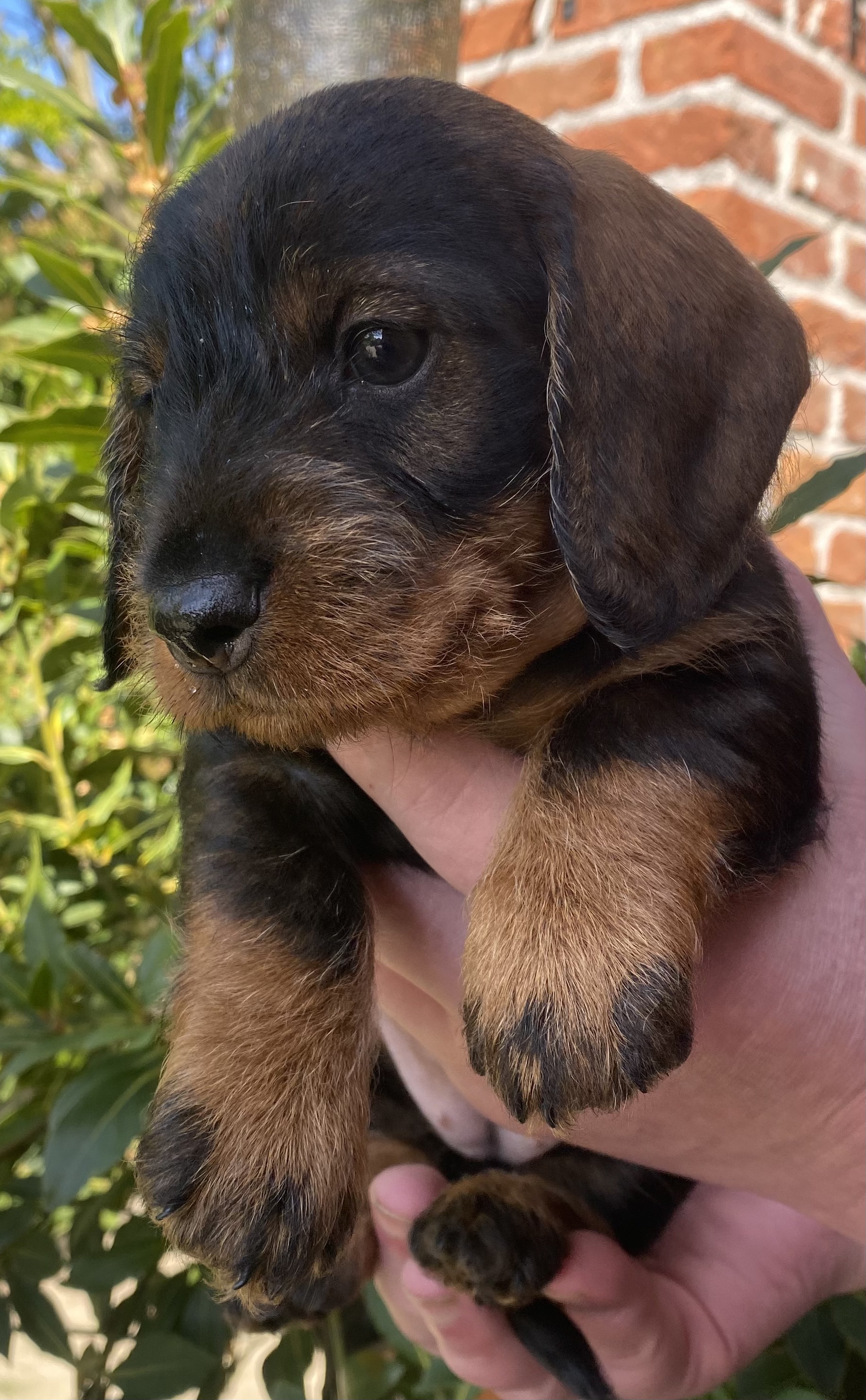 Ruwhaar teckelpup als jong portret