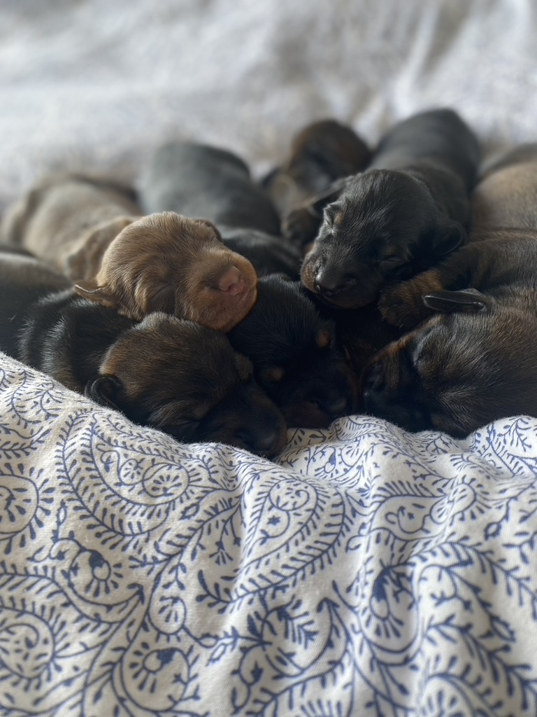 Pasgeboren ruwhaar teckelpups samen